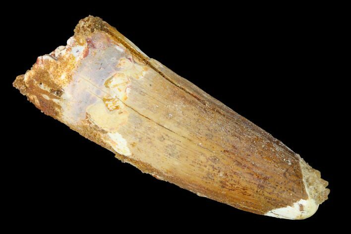 Spinosaurus Tooth - Real Dinosaur Tooth #153428